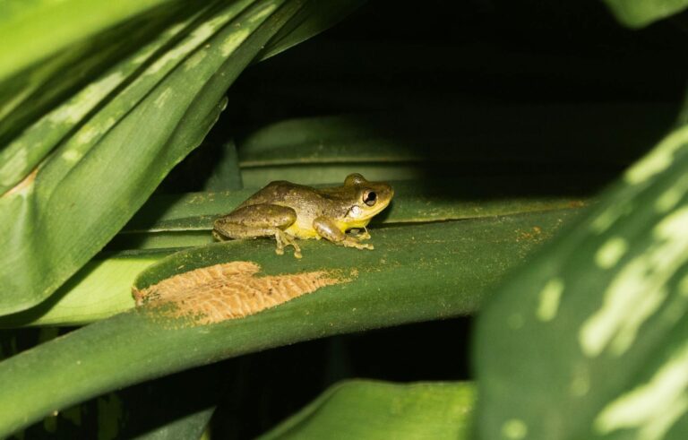 Tensão Brasil-EUA impulsiona alta do Minidólar (WDOQ25) e perspectiva de semana agitada