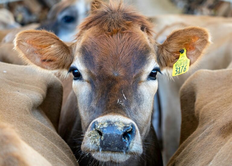 Rebanho dos EUA ressurgindo das cinzas: pecuaristas começam a reconstrução