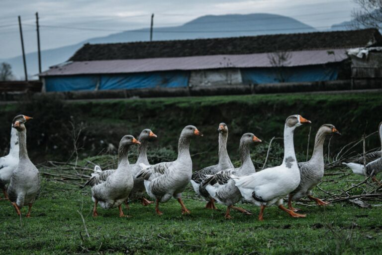 Pilgrim’s investe em contratações enquanto enfrenta desafios com mão de obra migrante nos EUA