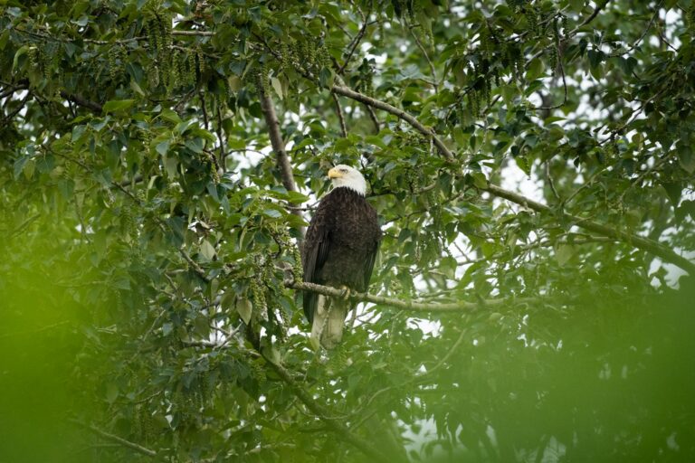 American Eagle voa alto: valor das ações dispara com apoio de Sydney Sweeney para campanha