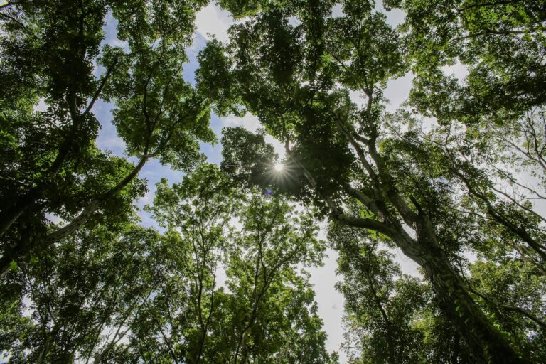 Decisão do Cade sobre Moratória da Soja levanta preocupações ambientais