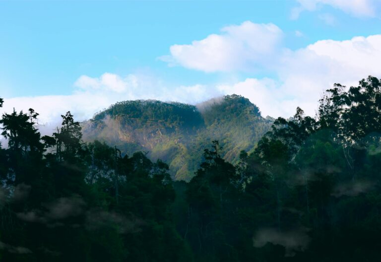 BNDES investe R$ 100 milhões em projeto Floresta Viva 2 para proteção de biomas