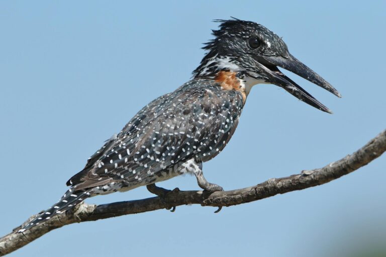 Mercado em alta: Ibovespa atinge recorde e dólar atinge mínima; cenário aponta para correção?
