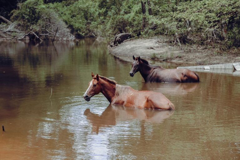 CSN (CSNA3) é denunciada pelo MPF por infração ambiental no estado do Rio de Janeiro