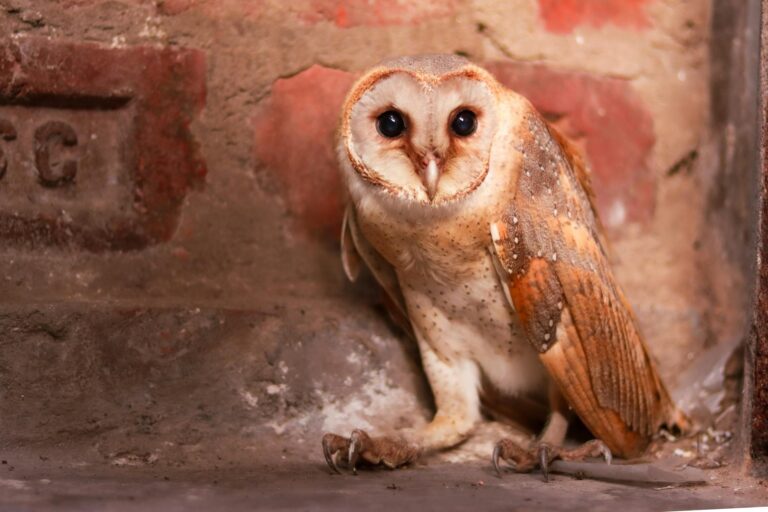 Embraer (EMBR3) promete surpreender: Analistas revelam projeções para 2025