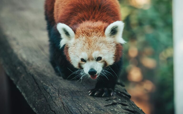 Ações da Petrobras (PETR4) caem com temores sobre dividendos, Braskem e Ibama