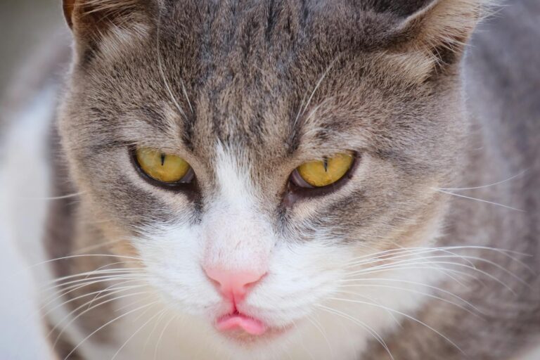 Reunião crucial da Cade agendada para debater união entre Petz e Cobasi