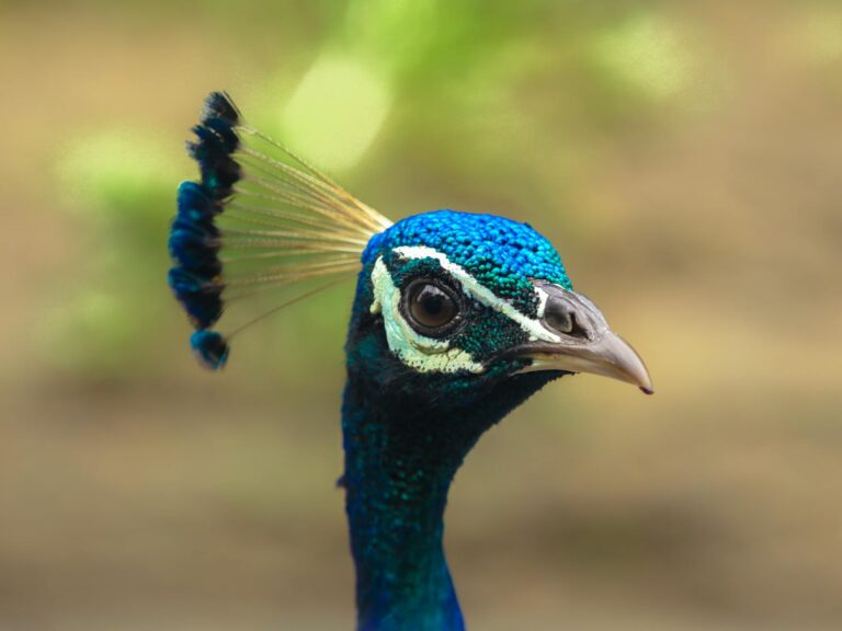 Nikkei atinge recorde histórico de 50 mil pontos impulsionado por otimismo com estímulos ecoômicos