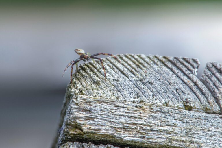 Catástrofe nas Filipinas: Fung-wong arrasa e causa duas vítimas fatais