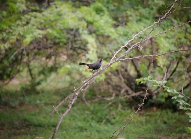 Parlamentares apostam em Tarcísio para unir a direita nas eleições de 2026