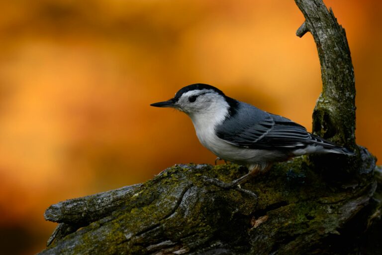 Ibovespa atinge marca inédita de 150 mil pontos em série de recordes consecutivos de fechamento