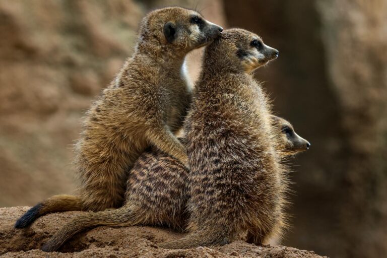 Bitcoin despenca, atinge mínimo histórico em 2025 e acende sinal de cautela – recuperação à vista?