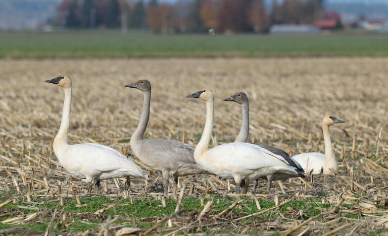 Empresa Axia busca otimização de ativos e planeja transição para Novo Mercado