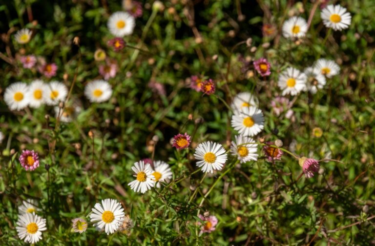 Hypera (HYPE3) avalia possível aquisição da Medley: impactos e perspectivas para a empresa