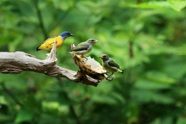 Ibama solicita informações detalhadas à Petrobras sobre vazamento de fluido biodegradável: entenda o caso.