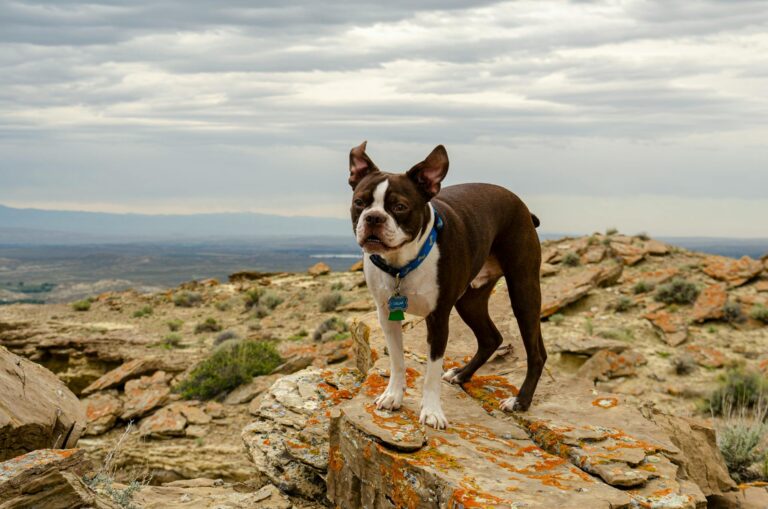 Miran, diretor do Fed, apoia tarifas e dispara críticas contra carta de bancos centrais sobre Powell